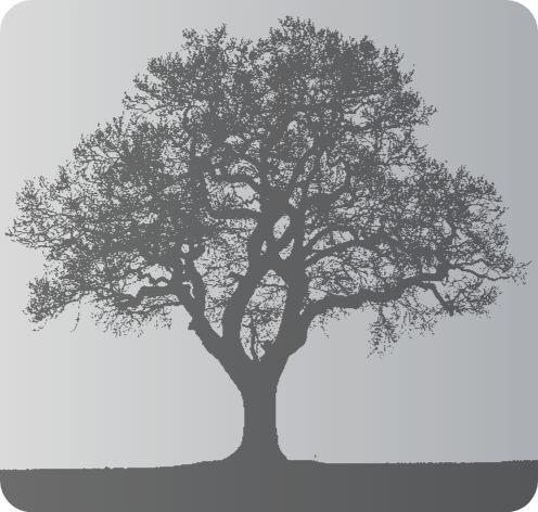 Majestic Oak - Artist Andrew 7726